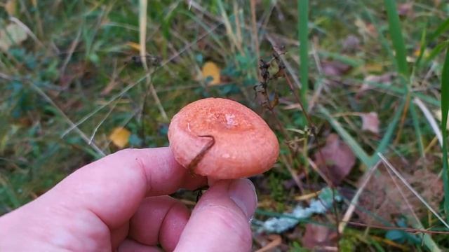 Волнушка розовая (Lactarius torminosus). Как выглядит гриб на месте произрастания.