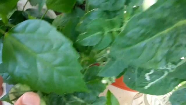 Балконный урожай, земляника и парочка огурцов корнишонов гигантов, я их поздно заметил смотреть онлайн