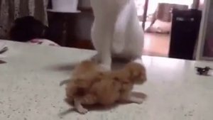 Шаман кот даёт им 9 жизней