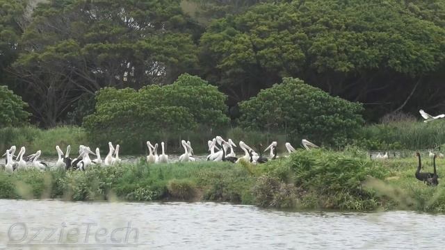 Birds of the Port taken with the Panasonic VX1 смотреть онлайн