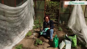 Pomidorų sodinimas į šiltnamį | Augink lengviau!