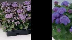 Любимые растения-Агератум мексиканский