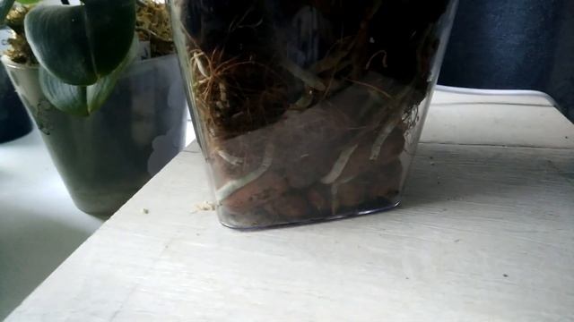 Орхидея Моушен, летнее, домашнее цветение красавицы! смотреть онлайн