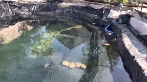 Пруд 2.0. Реконструкция пруда возле дома своими руками.  Часть 3