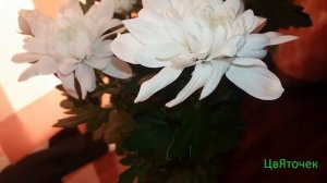 Описание хризантемы индийской