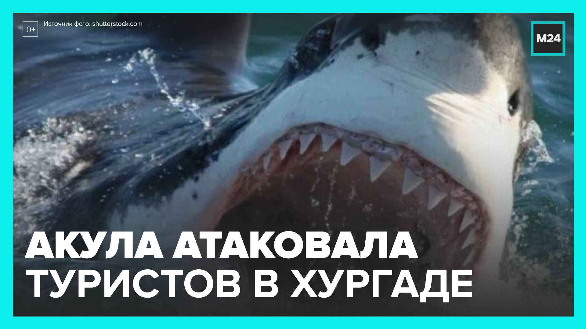 нападение акул на человека в черном море