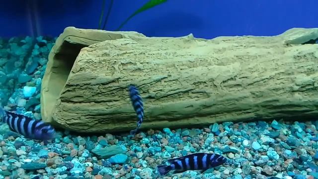 Псевдотрофеус Демасони Обзор смотреть онлайн