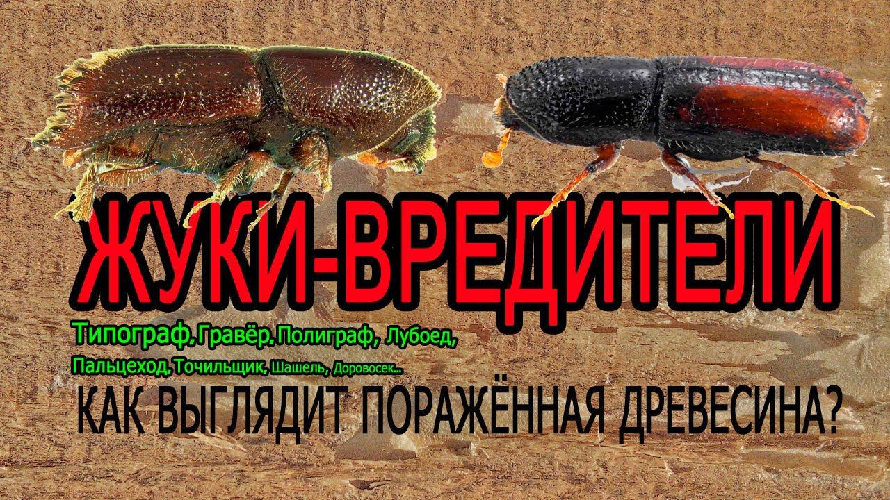 Как выглядит древесина, пораженная жуком-вредителем How wood is attacked by a pest beetle смотреть онлайн