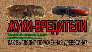 Как выглядит древесина, пораженная жуком-вредителем How wood is attacked by a pest beetle