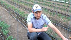 Средство от белокрылки и трипса - липкие ловушки