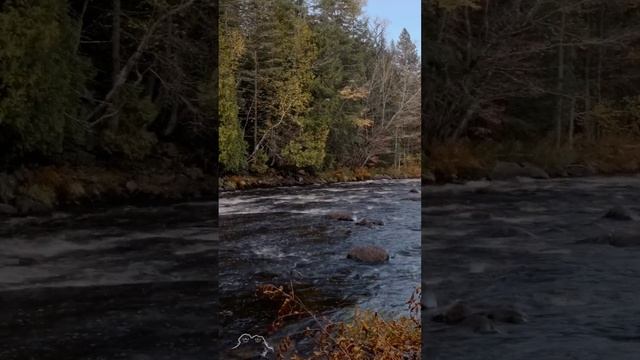 ? 4K River Sound • Relaxing Nature Forest River • White Noise • Study Relax Sleep #naturesounds