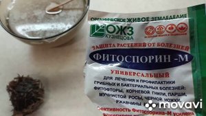 Когда выкапывать клубневую Бегонию и как и где хранить клубни?! ???