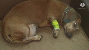 Брошенная такса скулила от боли на дне мусорного бака