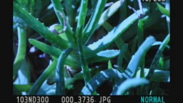 Nikon D300 Active D LIghting Segment