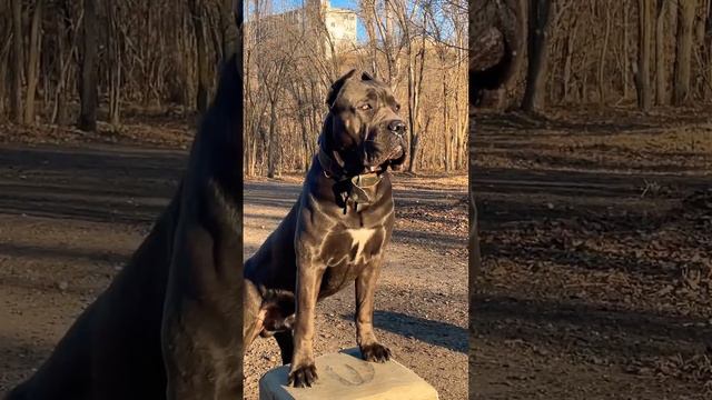 Cane Corso серый Кане Корсо Семен Семеныч на корм Семену  5570000063226772 #cors #canecorso #maloss