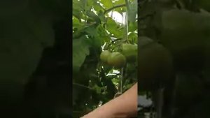 Томат Румяный шар F1