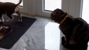 Первая реакция кота на щенка