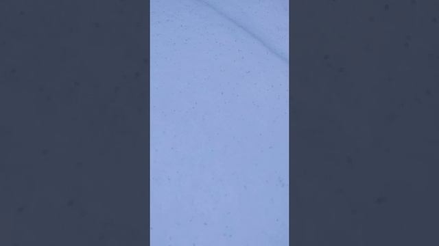 Неизвестные жучки живут в снегу смотреть онлайн