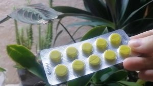 1 таблетка листья герани зелёные и герань пышно цветёт