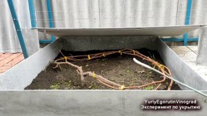 ? Никогда НЕ УКРЫВАЙ ТАК ВИНОГРАД на зиму. Зачем допускать такую ОШИБКУ и отсекать тепло от лозы?