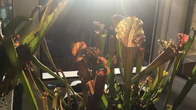 Герой Региона - Галина Лиана смотреть онлайн