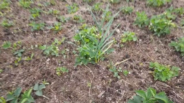Лучшее органическое удобрение САМОЕ НУЖНОЕ
