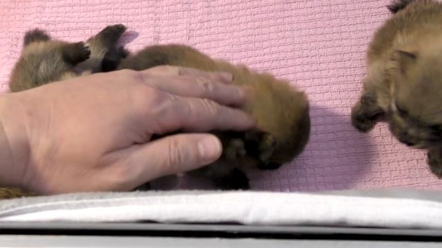 Щенкам шпица 22 дня. Почему не глистогоним щенков. Щенки самостоятельно ходят в туалет. Шпицы играю