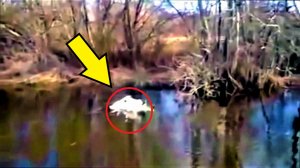 Парень заметил в озере странно плавающих лебедей! Приблизившись к ним, он решил действовать!