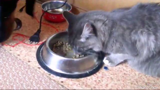 Обычный завтрак Freddy doga / подружились окончательно смотреть онлайн