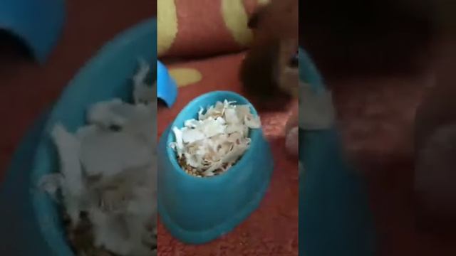 Садим травку для хомяков!!!! /// хомяки тоже любят смотреть онлайн