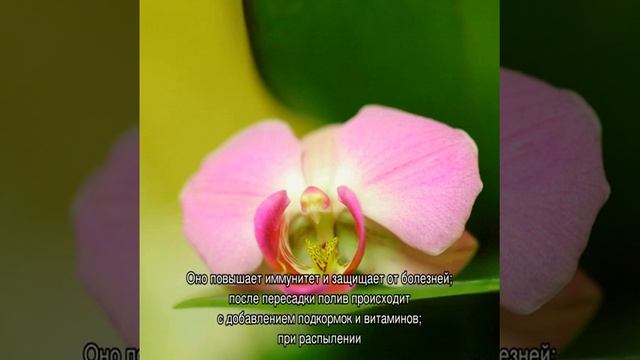 Можно ли пересаживать цветущую орхидею: количество раз и необходимость процедуры смотреть онлайн