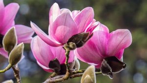 Магнолия посадка и уход. Нужно ли и как резать магнолии.