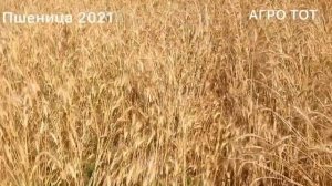 Обзор канадской пшеницы в колосе двуручка  АГРО ТОТ