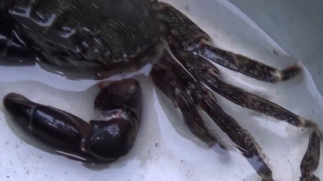 Крабы пускают пузырики смотреть онлайн