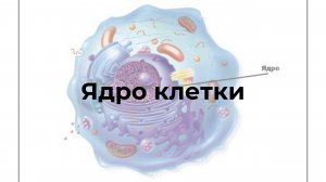 Ядро клетки