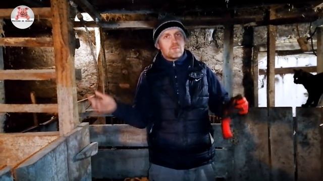 Свиньи как бизнес или как заработать миллион за год.