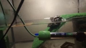 Обустройство акватеррариума красноухой черепахи: что нужно знать при содержании  черепахи