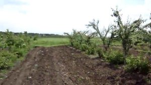 Ореховый сад - эффективное использование почвы