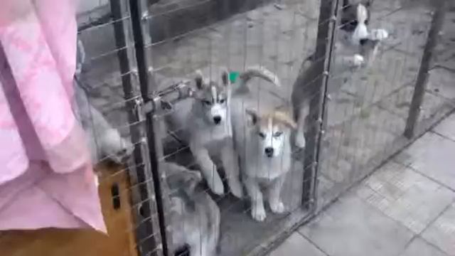 Голодные хасята