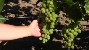 @ВИНОГРАД  ТХОРТОН (кишмиш из США). Белый виноград