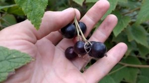 Смородина Ядрёная.