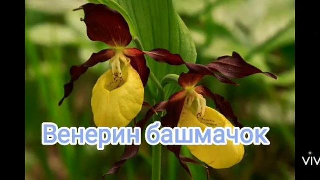 мировая красная книга растения смотреть онлайн