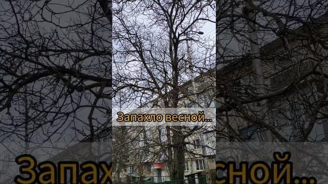 Пение черного дрозда #пениептиц #пение #орнитология #ставрополь  #birds #птицы #дрозд #carduelis