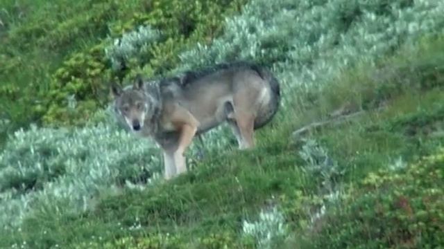 Meet the Wolf - Il Lupo italiano (canis lupus italicus) смотреть онлайн
