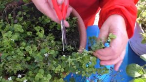 ОДНОЛЕТНИЕ ЦВЕТЫ - Как СОХРАНИТЬ До ВЕСНЫ. Мои цветы. Мой опыт.