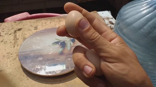 Яйцо в 3,5 месяца. Курица или цесарка? смотреть онлайн