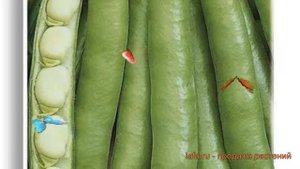 Бобы овощной Белорусские (belorusskie) ? бобы Белорусские обзор: как сажать семена бобов Белорусски