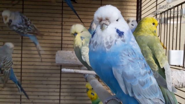 ? Учим попугая говорить. Урок №19: "Любимая птичка" смотреть онлайн