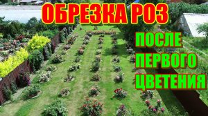 Обрезка роз после первого цветения.