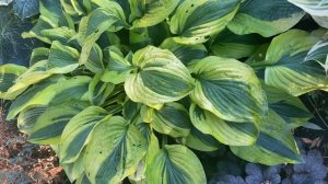 Хоста мун сплит (hosta moon split)